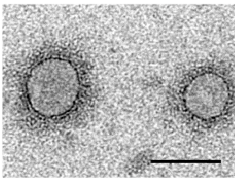 File:Viruses-04-01515-g002.png