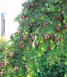 Branch with mature seed cones that have released their seeds