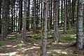 Spruce wood in tight rows, Le Tholy.