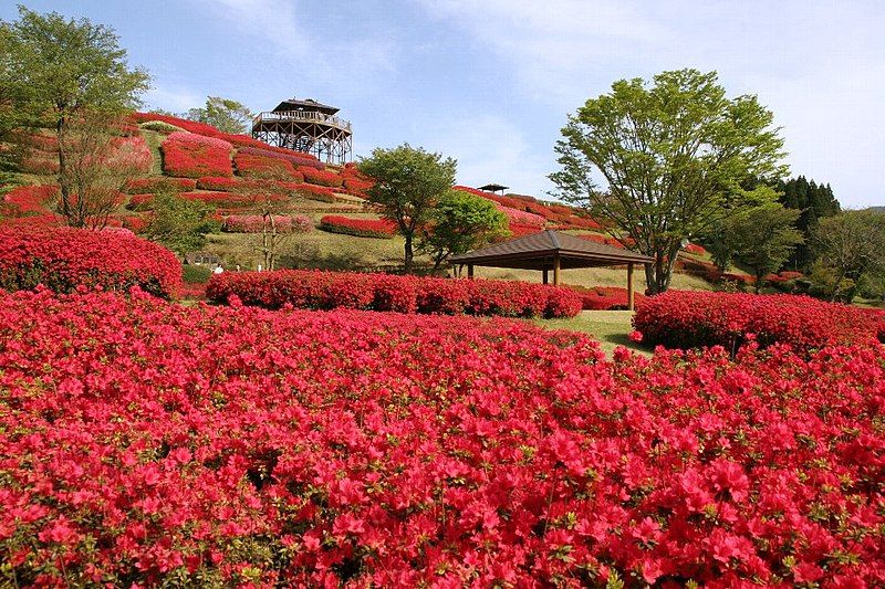 File:椎八重公園.jpg