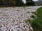 Irie-Takasago Shell Mounds