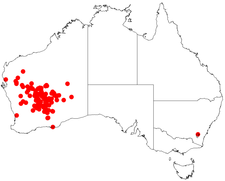 File:Acacia quadrimargineaDistMap744.png