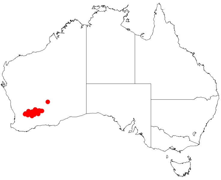 File:Acacia rosseiDistMap775.png