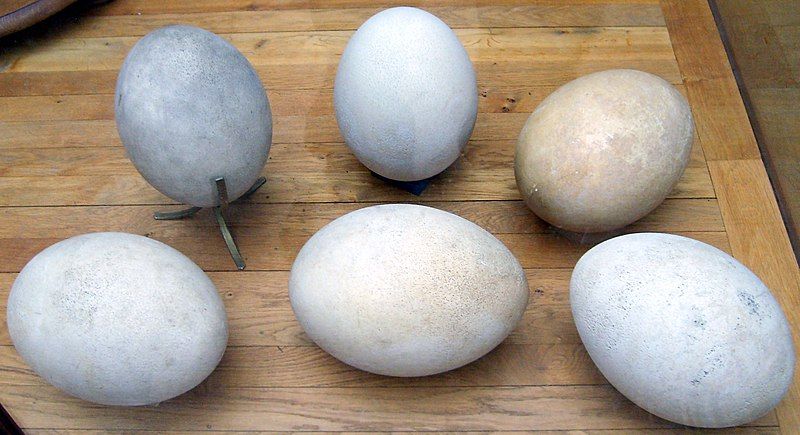 File:Aepyornis eggs.jpg