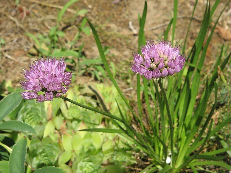 File:Allium lusitanicum.jpg