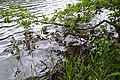 Black alder with submerged roots, Lake Retournemer.