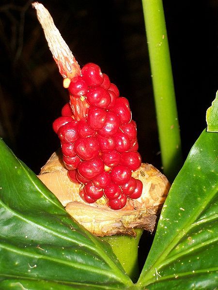 File:Alocasia brisbanensis Eastwood.jpg