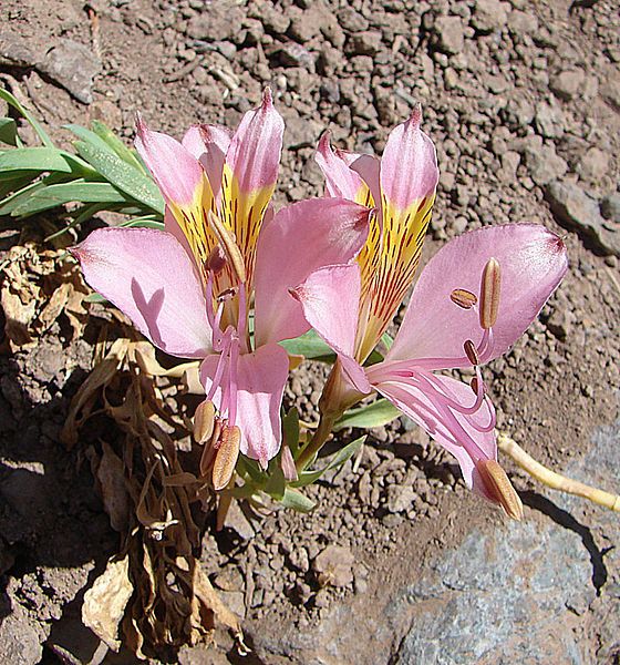 File:Alstroemeria exserens (9063027475).jpg