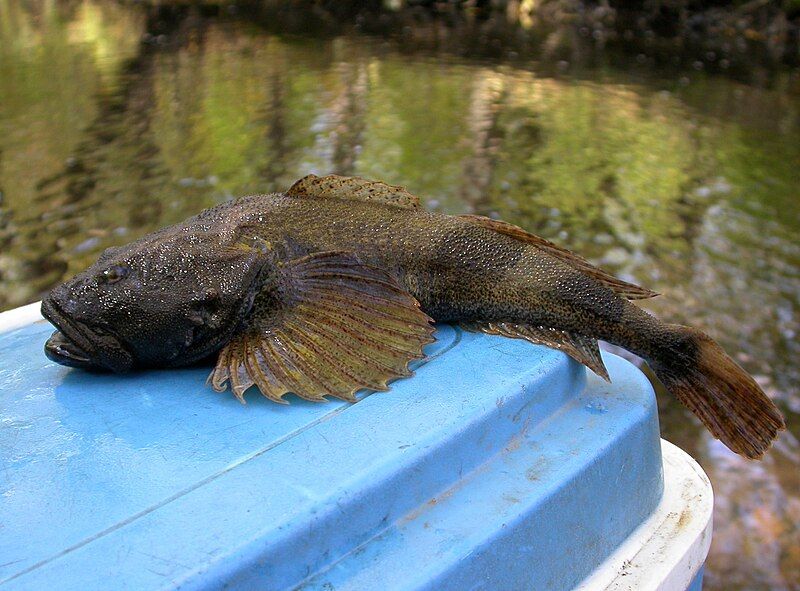 File:Amur sculpins.jpg