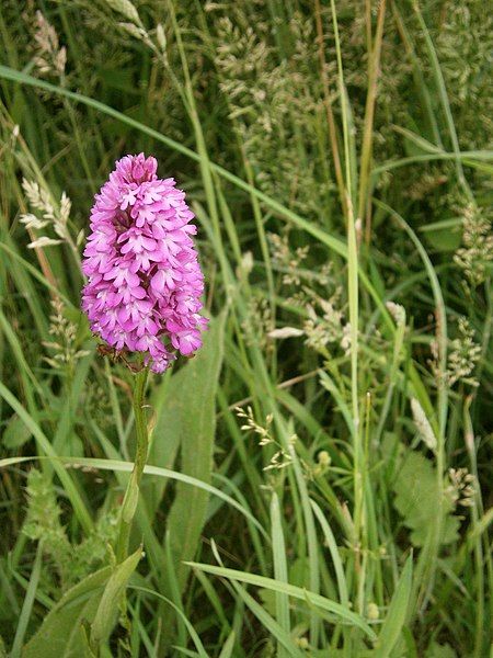 File:Anacamptis pyramidalis RHu.JPG