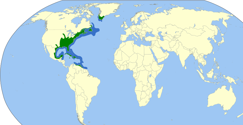 File:Anguilla rostrata map.svg