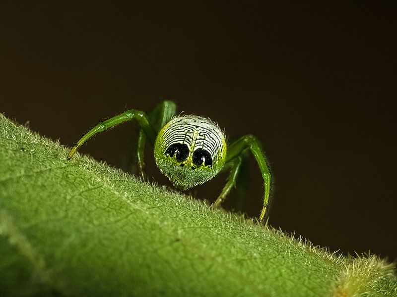 File:Araneus-praesignis 00 Photo-Robert-Whyte.jpg