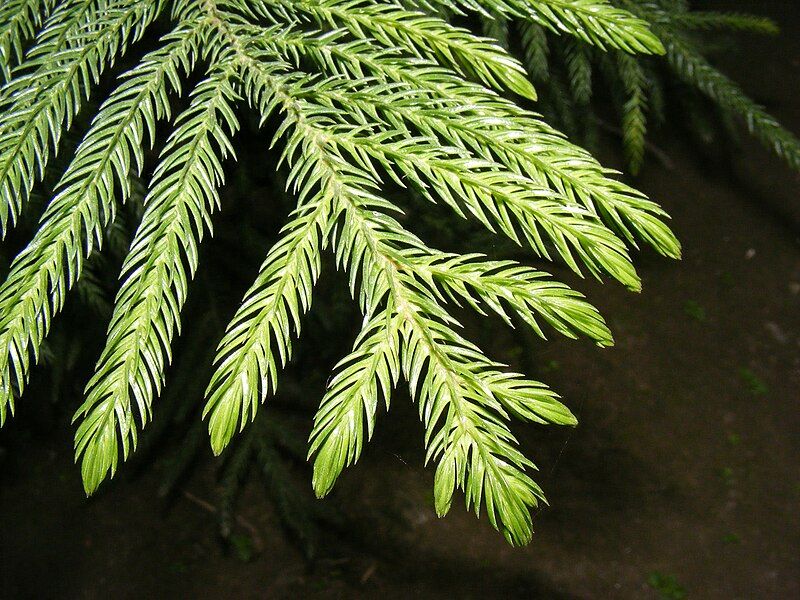 File:Araucaria Leaves.JPG