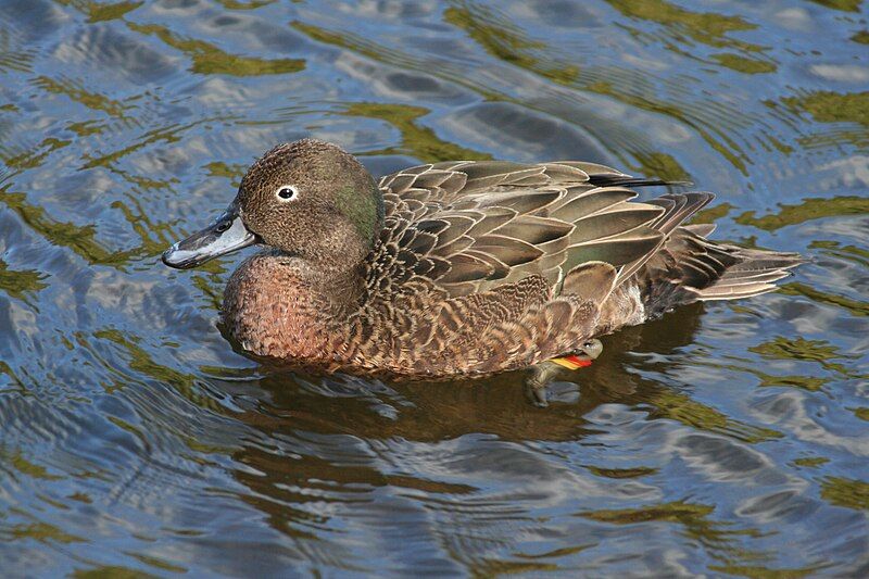 File:Brown Teal Male.JPG