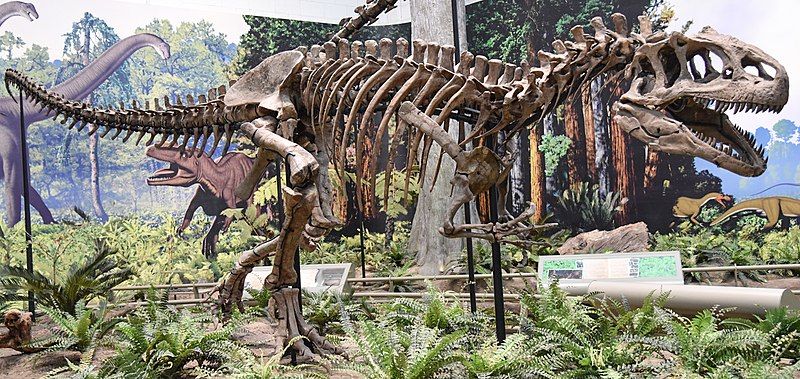 File:CM Allosaurus.jpg