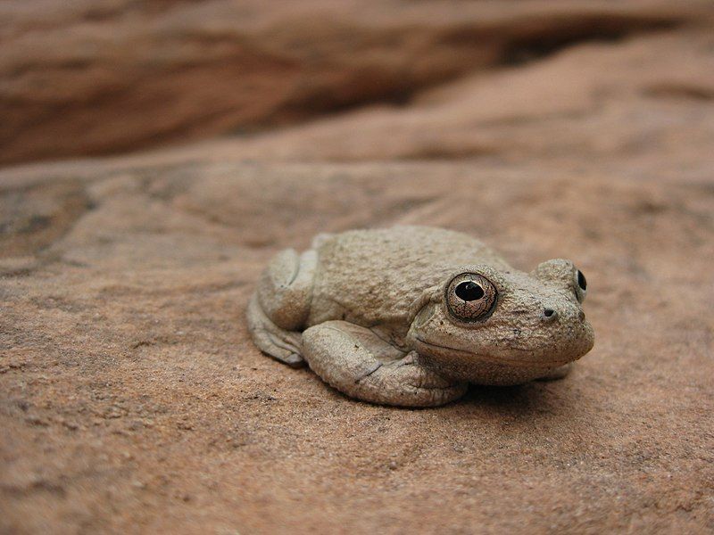 File:Canyon Treefrog (5205515626).jpg