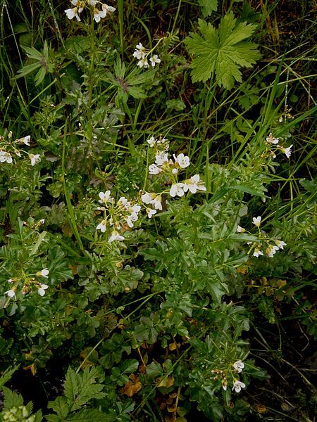 File:Cardamine amara 02.jpg