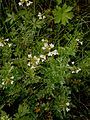 Cardamine amara