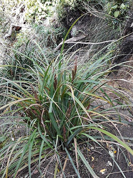 File:Carex ventosa.jpg