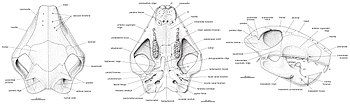 Three drawings of a skull