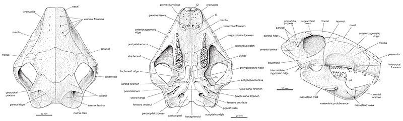 File:Catopsbaatar skull diagrams.jpg