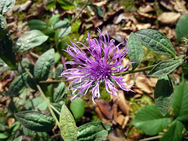 File:Centaurea salicifolia-1.JPG