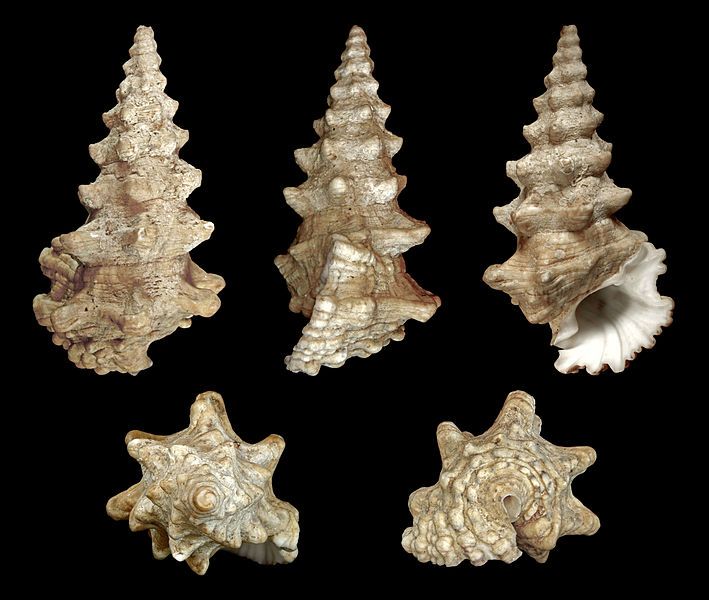 File:Cerithium nodulosum 01.jpg