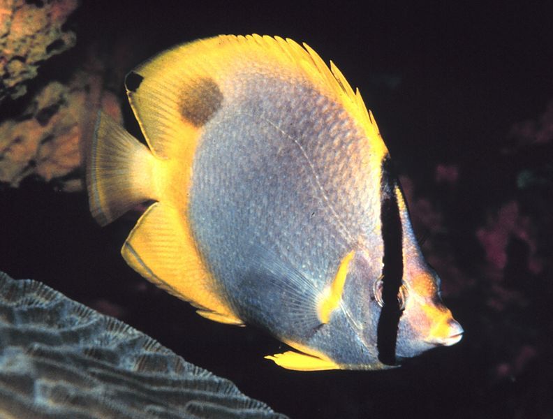 File:Chaetodon ocellatus.jpg