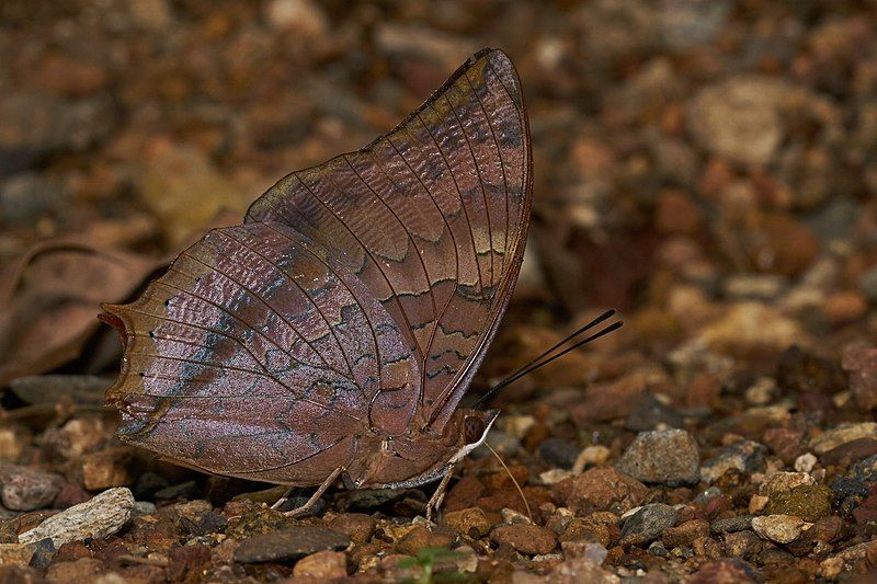 File:Charaxes psaphon-Aralam-2016-10-29-002.jpg