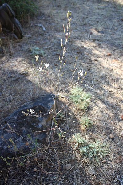 File:Chlorogalum angustifolium.jpg