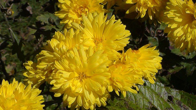 File:Chrysanthemum flowers yellow.jpg