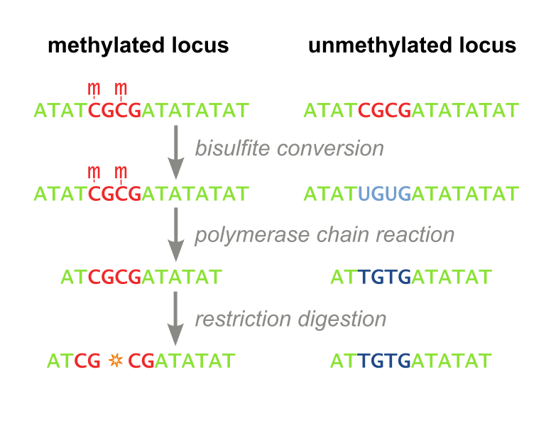 File:Cobra workflow.svg