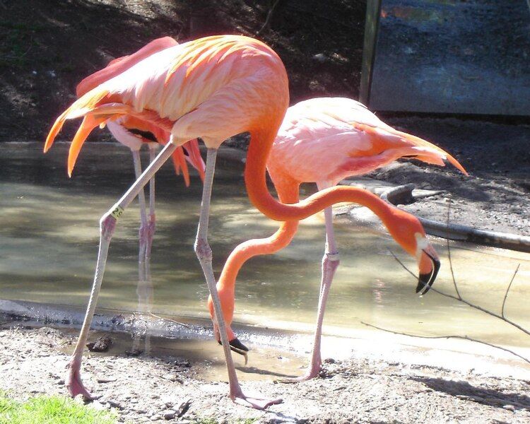 File:Columbus Zoo Flamingo.jpg