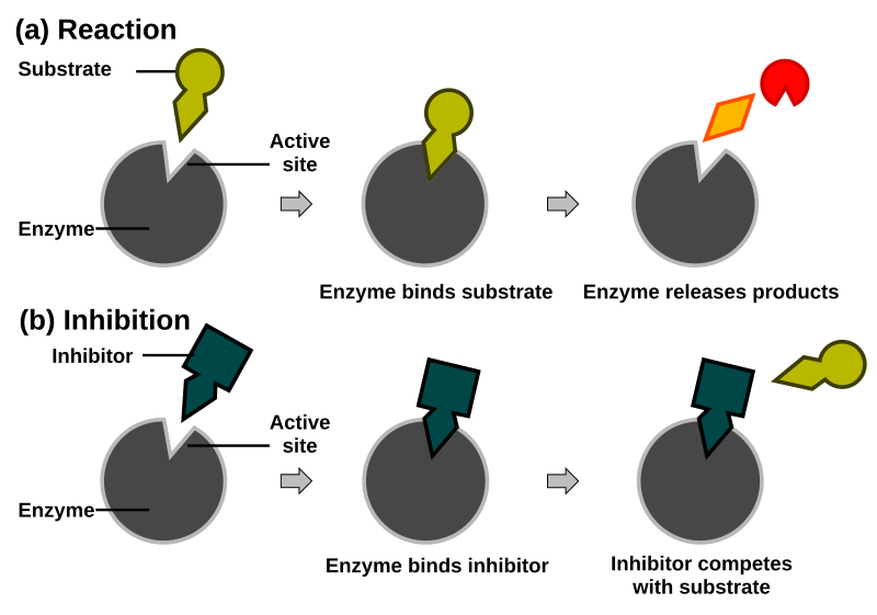 File:Competitive inhibition.svg