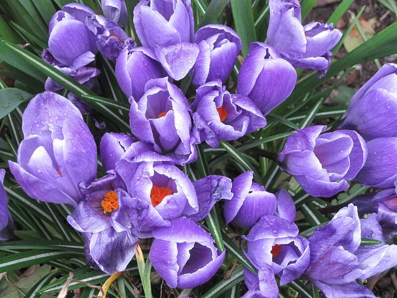 File:CrocusStpatricks.JPG