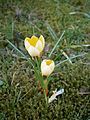 Crocus chrysanthus 'Romance'