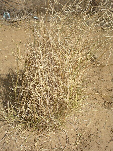 File:Crotalaria burhia (Sania).JPG