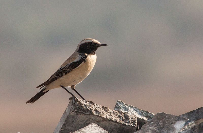 File:Desert Wheatear Male.jpg