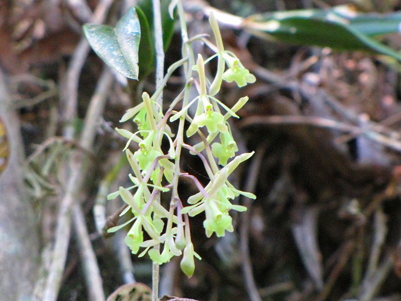 File:Epidendrum conopseum 1.jpg