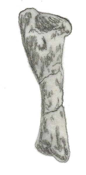 File:Eucnemesaurus tibia.jpg