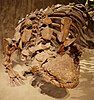 Skeletal mount of the ankylosaur Euoplocephalus tutus, famous for being so heavily armored that even its eyelids were protected by bony plates