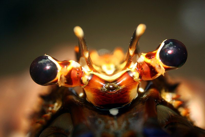 File:Eyestalk of Lobster.jpg