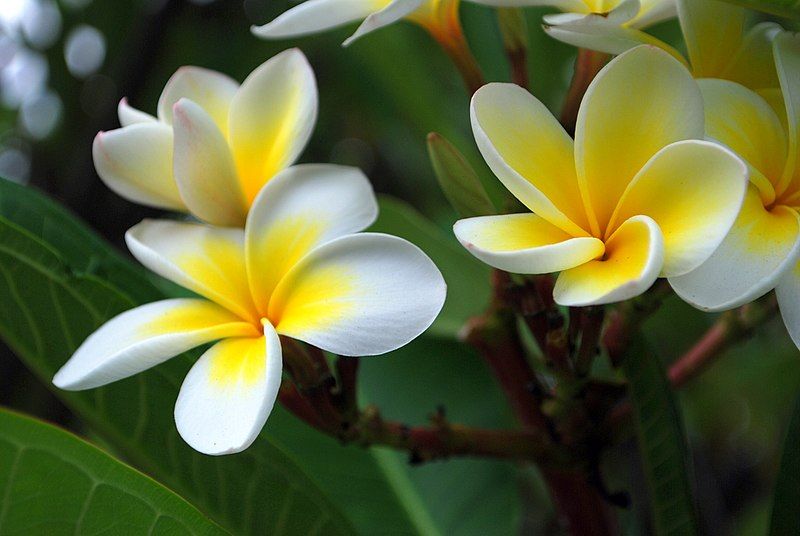 File:Frangipani flowers.jpg