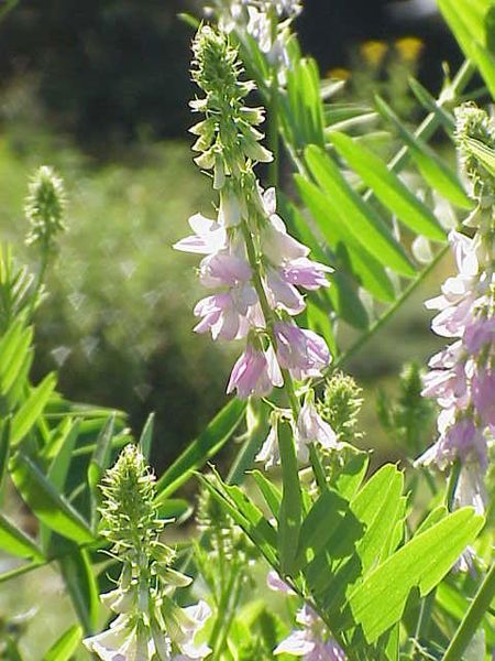 File:Galegaofficinalis03.jpg