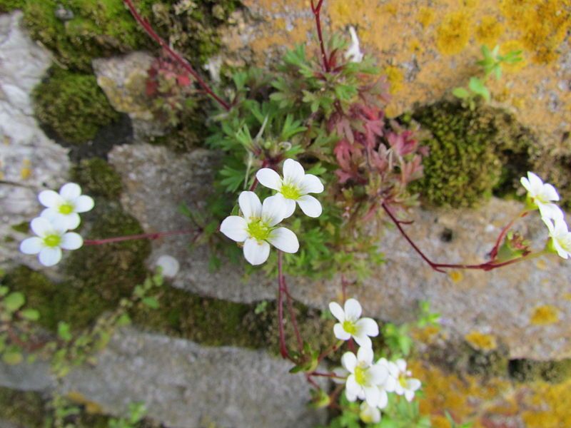 File:Gibraltar Saxifrage.jpg