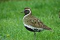 European golden plover