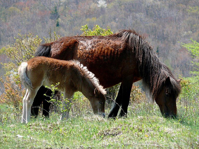 File:Grayson Highlands Ponies-27527-1.jpg