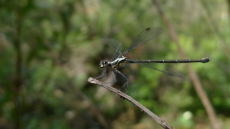 File:Grey-chested Flatwing (8061690016).jpg