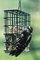 Hairy Woodpecker on feeder.