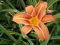 Hemerocallis fulva close-up